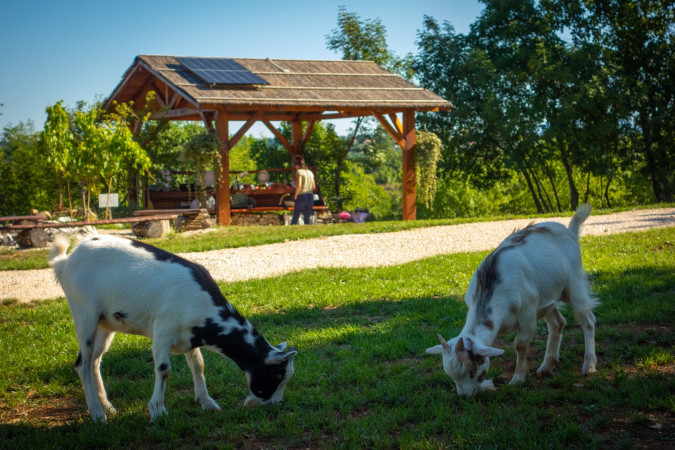 Camping Freedom Istria - a camping spot in central Istria Žminj