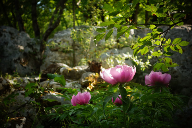 Camping Freedom Istria - a camping spot in central Istria Žminj
